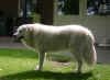 Betyartn_500IMG_8004Betyar10jaar22juli08.jpg (36245 bytes)