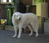 Betyartn_500IMG_8123Betyar10jaar22juli08.jpg (32506 bytes)