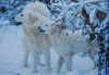 Fensegtn_500DSC_0013FensegDongoinsneeuw.jpg (57777 bytes)