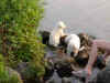 aeblPupsAanDeMaas3aug04KL385.JPG (27267 bytes)