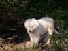 aehfFrodoSeregon9aug04KL385.JPG (43687 bytes)